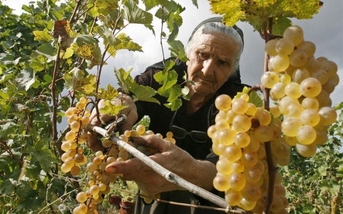 vinograd